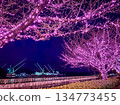 Onomichi cherry blossom illuminations and crane light-up 134773455