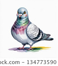 Colorful Pigeon Stands on a Colorful Surface With Clear Details and a Playful Look in the Background 134773590