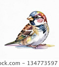 Watercolor Illustration of a Small Bird With Colorful Features and Detailed Patterns 134773597