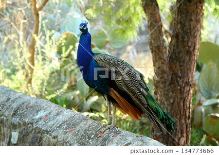 portrait of a cute peacock portrait of a cute peacock 134773666