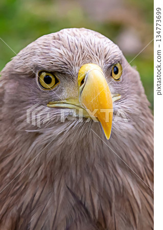 ferocious eagle with brown plumage and yellow beak portrait wild bird 134773699