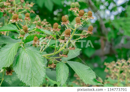 A bunch of blackberries are growing on a bush. The berries are green and ripe. 134773701
