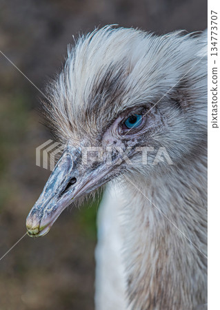 ostrich head close-up with blue eyes on a blurred background 134773707
