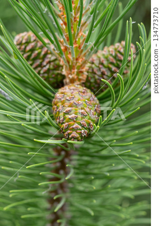 A pine tree with three cones on it A pine tree with three cones on it 134773710