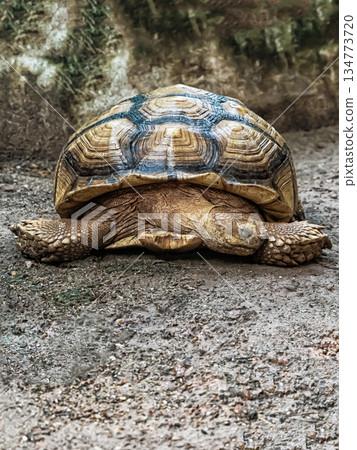 A turtle is laying on the ground. The turtle is brown and white A turtle is laying on the ground. The turtle is brown and white 134773720