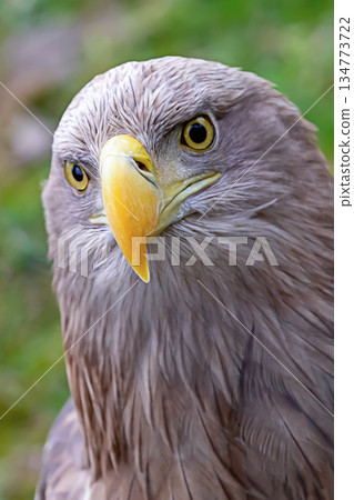 ferocious eagle with brown plumage and yellow beak portrait wild bird ferocious eagle with brown plumage and yellow beak portrait wild bird 134773722