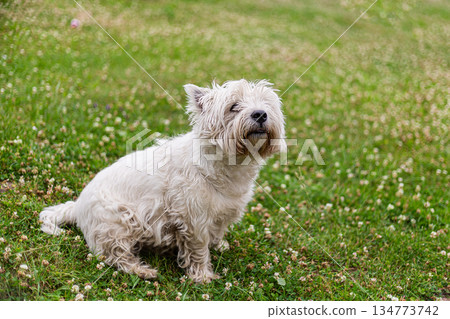 portrait of a white dog west highland white terrier on a blurred field background 134773742