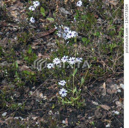 Perennial ground cover blooming plant. Creeping phlox or Phlox subulata or moss phlox on an alpine flowerbed. Selective focus Perennial ground cover blooming plant. Creeping phlox or Phlox subulata or moss phlox on an alpine flowerbed. Selective focus 134773804