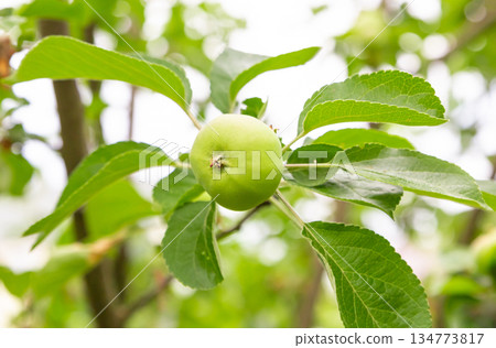 green apple grows on a branch among the foliage on a blurred background of the garden 134773817