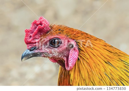 colorful cock bright feathers orange yellow red tuft close-up of a bird's head. Thai fighting cock 134773830
