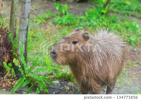 A capybara stands in thought against the backdrop of dense greenery 134773856