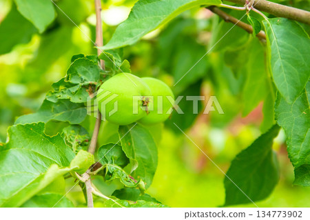 green apple grows on a branch among the foliage on a blurred background of the garden 134773902