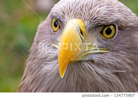 ferocious eagle with brown plumage and yellow beak portrait wild bird ferocious eagle with brown plumage and yellow beak portrait wild bird 134773907