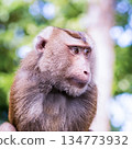 The monkey is looking at the camera 134773932