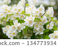 beautiful white flowers of fruit apple tree 134773934