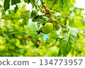 green apple grows on a branch among the foliage on a blurred background of the garden 134773957