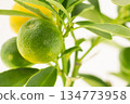 citrus bush with green unripe lemons close up 134773958