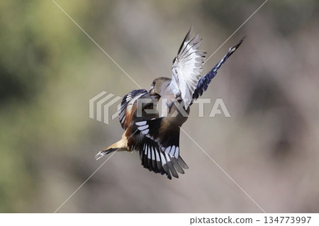 Territorial dispute between small birds: Shime Territorial dispute between small birds: Shime 134773997