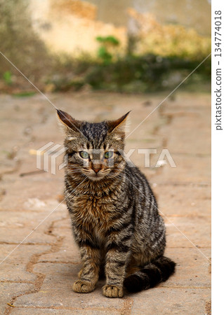 very cute kitten. Yellow cat portrait. Young domestic cat portrait 134774018