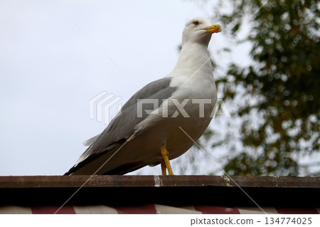 Seagulls are flying in sky as a background Seagulls are flying in sky as a background 134774025