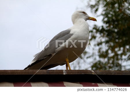 Seagulls are flying in sky as a background Seagulls are flying in sky as a background 134774026