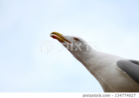 Seagulls are flying in sky as a background Seagulls are flying in sky as a background 134774027