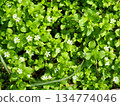 White wildflowers. Stellaria media small white flowers blooming in spring garden 134774046