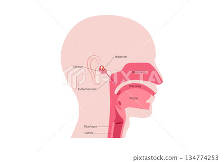 Eustachian tube poster Eustachian tube poster 134774253