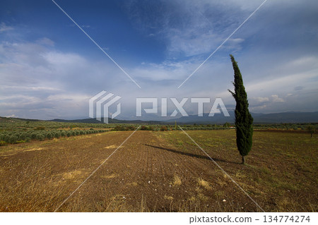 a tree in the field a tree in the field 134774274