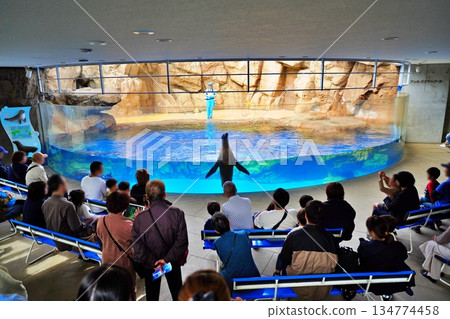 Sea lion show 134774458