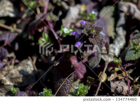 Lamium purpureum, also called the gypsy s seal or pussy, belongs to the labiate family, which includes nettle, dead nettle, blooms in early spring, at the end of March. The flowers are purple. 134774460