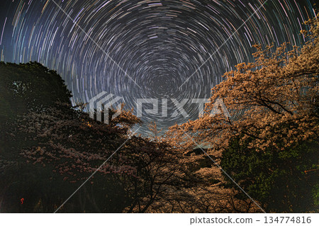 Cherry blossoms in full bloom and star trails Cherry blossoms in full bloom and star trails 134774816