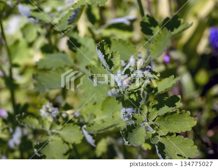 Greater celandine, or Chelidonia majus, in bloom. Ancient medicinal plant, Herba Chelidonii, was used to treat bladder ailments, remove warts, and more. Greater celandine, or Chelidonia majus, in bloom. Ancient medicinal plant, Herba Chelidonii, was used to treat bladder ailments, remove warts, and more. 134775027