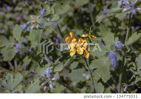 Greater celandine, or Chelidonia majus, in bloom. An ancient medicinal plant, Herba Chelidonii, was used to treat bladder ailments, remove warts, and more. Greater celandine, or Chelidonia majus, in bloom. An ancient medicinal plant, Herba Chelidonii, was used to treat bladder ailments, remove warts, and more. 134775031