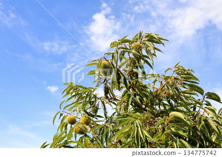 Chestnut fruit 134775742