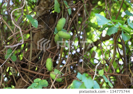 Akebi fruit 134775744