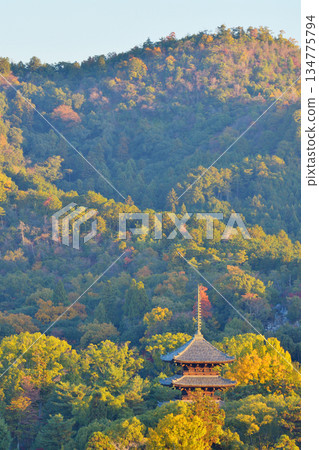 清晨的仁和寺 134775794