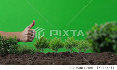 Person standing proudly next to a row of newly planted trees giving a thumbs up Person standing proudly next to a row of newly planted trees giving a thumbs up 134775811