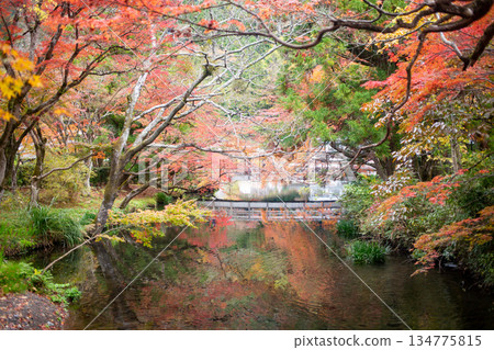 Autumn leaves of Yufuin gold scale lake Autumn leaves of Yufuin gold scale lake 134775815