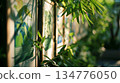 Green leaves framing sunlight painting in botanical garden 134776050