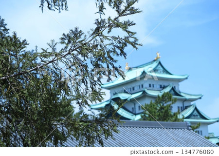 Nagoya Castle landscape: A large Kaya tree, designated as a national natural monument (enlarged view of the tip of the branch) 134776080