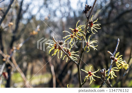 Witch hazel or Hamamelis virginiana in spring. Tree in bloom. Witch hazel or Hamamelis virginiana in spring. Tree in bloom. 134776132