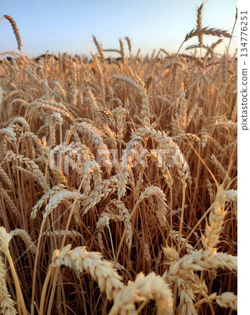 Growing wheat in field and blue sky in summer evening or morning during sunset or sunrise. Ripe ears of wheat in a calm windless sunset dawn. Ripening spike of wheat in field. Spike of wheat close-up Growing wheat in field and blue sky in summer evening or morning during sunset or sunrise. Ripe ears of wheat in a calm windless sunset dawn. Ripening spike of wheat in field. Spike of wheat close-up 134776251