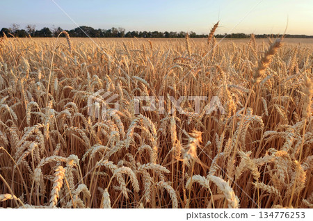 Growing wheat in field and blue sky in summer evening or morning during sunset or sunrise. Ripe ears of wheat in a calm windless sunset dawn. Ripening spike of wheat in field. Spike of wheat close-up Growing wheat in field and blue sky in summer evening or morning during sunset or sunrise. Ripe ears of wheat in a calm windless sunset dawn. Ripening spike of wheat in field. Spike of wheat close-up 134776253