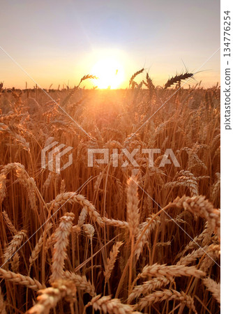 Sunset and dawn in wheat field. Sunrise or sundown on horizon above field of growing ears of wheat on summer evening. Shining sun in sky and field with spikes of ripe wheat. Agricultural landscape Sunset and dawn in wheat field. Sunrise or sundown on horizon above field of growing ears of wheat on summer evening. Shining sun in sky and field with spikes of ripe wheat. Agricultural landscape 134776254
