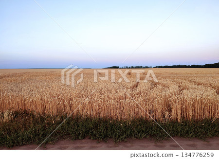 Wheat field with ripening ears of wheat and blue sky during sunset sunrise on a summer evening morning. Ripe spikes of wheat growing in a wheat field. Agricultural landscape Wheat field with ripening ears of wheat and blue sky during sunset sunrise on a summer evening morning. Ripe spikes of wheat growing in a wheat field. Agricultural landscape 134776259