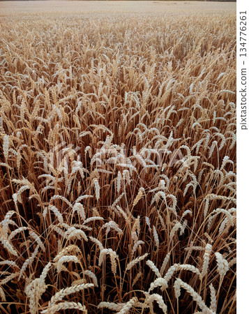 Ears of ripe wheat close-up. Ripe wheat growing in a field in summer. Ripe spikes of wheat growing in a wheat field. Agricultural landscape. Agrarian scenery. Harvesting Ears of ripe wheat close-up. Ripe wheat growing in a field in summer. Ripe spikes of wheat growing in a wheat field. Agricultural landscape. Agrarian scenery. Harvesting 134776261
