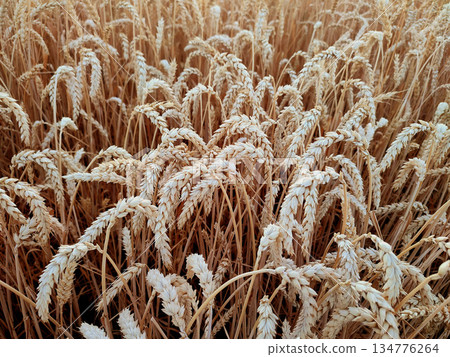 Ears of ripe wheat close-up. Ripe wheat growing in a field in summer. Ripe spikes of wheat growing in a wheat field. Agricultural landscape. Agrarian scenery. Harvesting 134776264