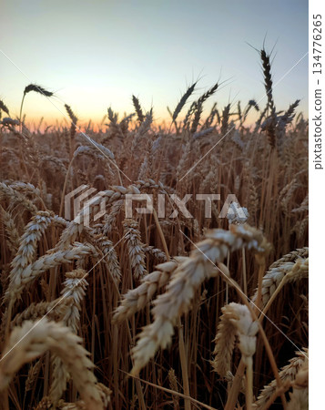 Silhouette of wheat ears against sky on sunset dawn. Spikes of ripe wheat close-up. Sunset dawn in wheat field. Sunrise sundown above field of growing ears of wheat on summer. Agricultural landscape Silhouette of wheat ears against sky on sunset dawn. Spikes of ripe wheat close-up. Sunset dawn in wheat field. Sunrise sundown above field of growing ears of wheat on summer. Agricultural landscape 134776265