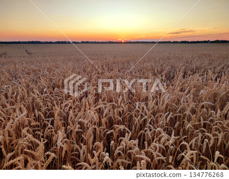 Sunset and dawn in wheat field. Sunrise or sundown on horizon above field of growing ears of wheat on summer evening. Shining sun in sky and field with spikes of ripe wheat. Agricultural landscape 134776268